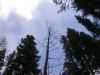 040 - Trees by Alan Bryant