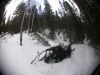041 - Fallen Tree by Alan Bryant