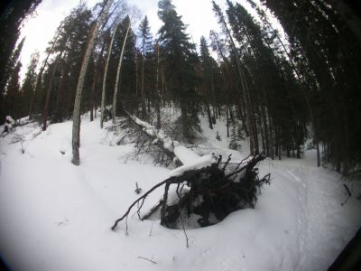 041 - Fallen Tree