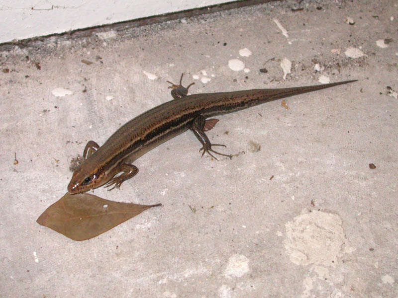 08/02 - New House Lizard
