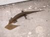 08/02 - New House Lizard by Alan Bryant