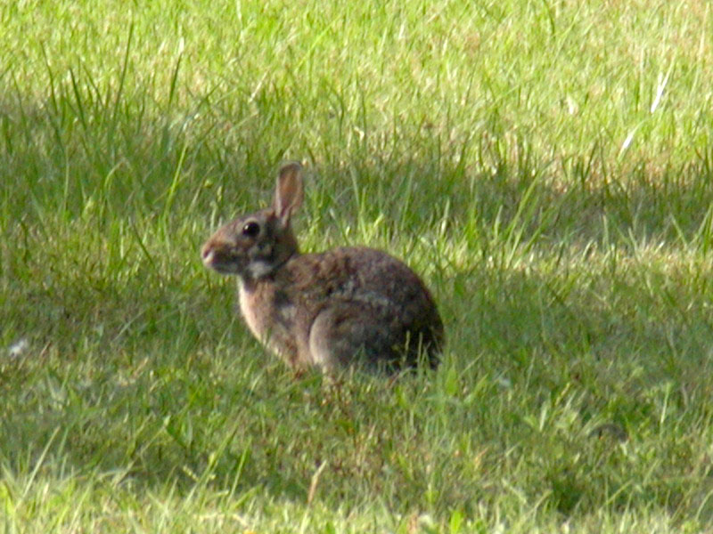 07 - Rabbit