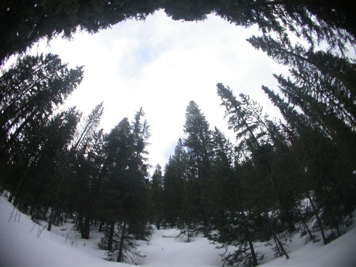 043 - Trees