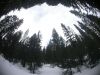 043 - Trees by Alan Bryant