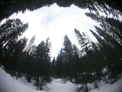 043 - Trees