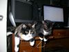 57 - 5/2 - Lily And Socks On Desk by Alan Bryant