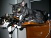 58 - 5/2 - Lily And Socks On Desk by Alan Bryant