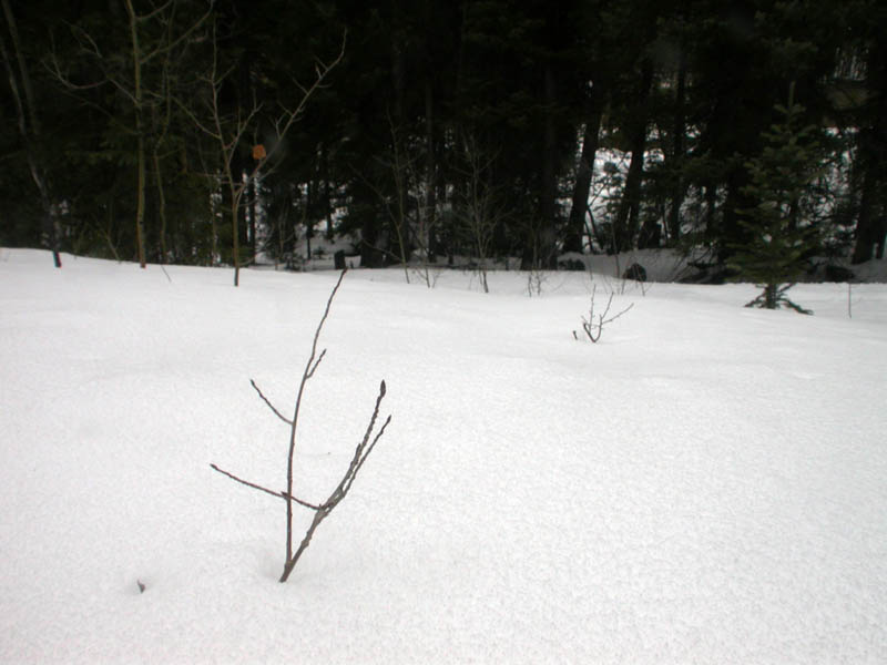 048 - Twigs