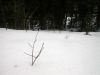 048 - Twigs by Alan Bryant