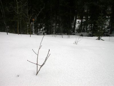 048 - Twigs