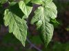 60 - 5/11 - Tomato Leaves by Alan Bryant