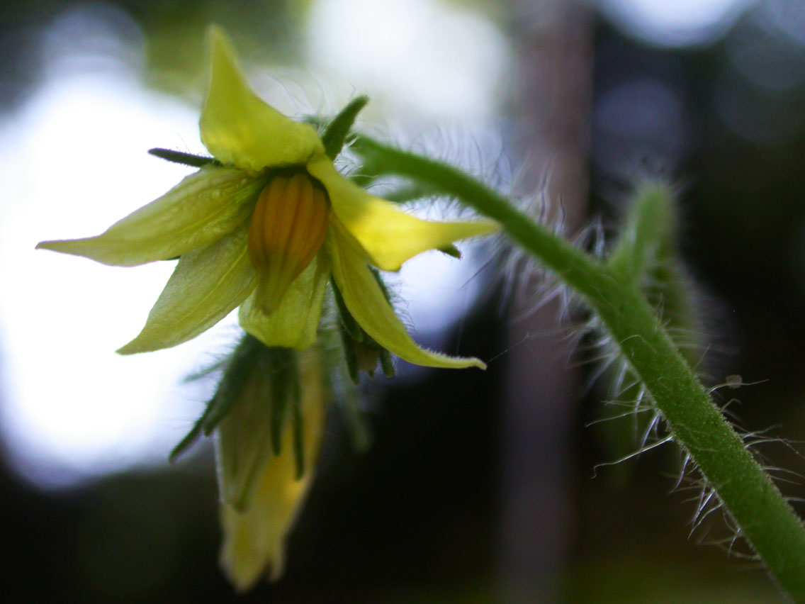 61 - 5/11 - Tomato Blossom