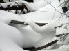 049 - Snow Ribbon by Alan Bryant