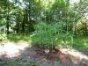 62 - 5/11 - Garden by Alan Bryant