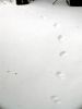 051 - Footprints by Alan Bryant