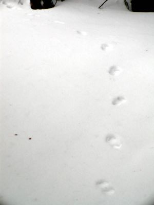 051 - Footprints