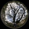 02 - Campus Tree by Alan Bryant
