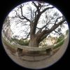 03 - Campus Tree by Alan Bryant
