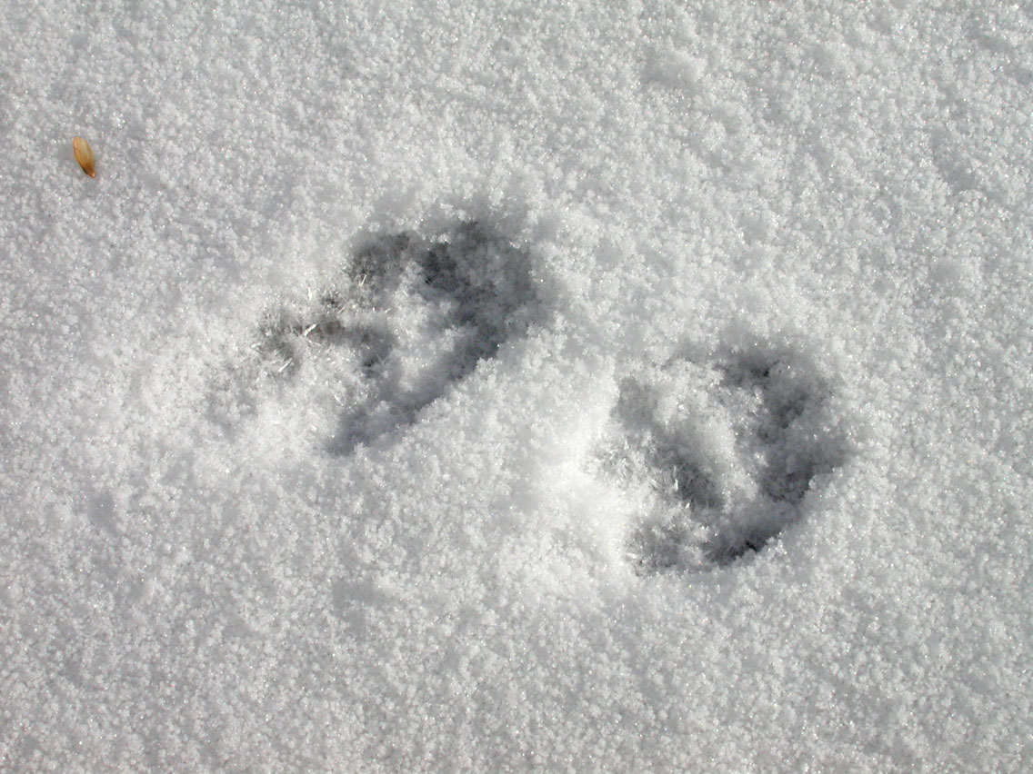 059 - Fox Prints