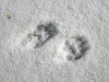 059 - Fox Prints by Alan Bryant