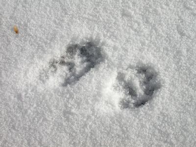 059 - Fox Prints