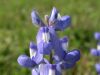 07 - Bluebonnet by Alan Bryant