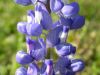 08 - Bluebonnet by Alan Bryant