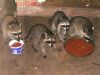 05 - 8/2 - Raccoons by Alan Bryant