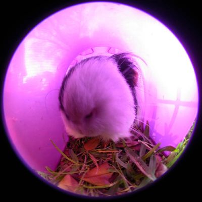 14 - Guinea Pig
