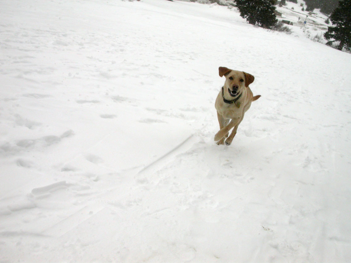 097 - Cheyenne Running