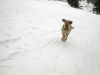 097 - Cheyenne Running by Alan Bryant