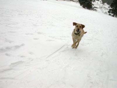 097 - Cheyenne Running