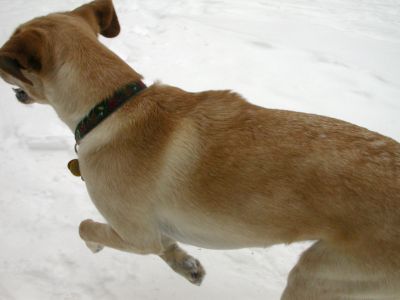 098 - Cheyenne Running