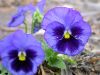 17 - Pansies by Alan Bryant