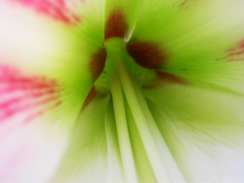 24 - Big Flower Detail