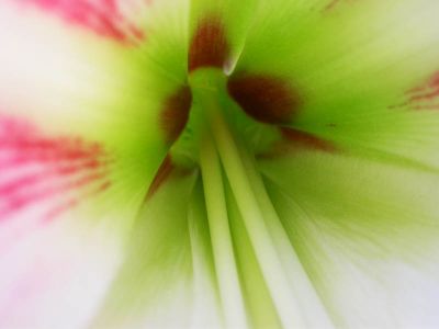 24 - Big Flower Detail