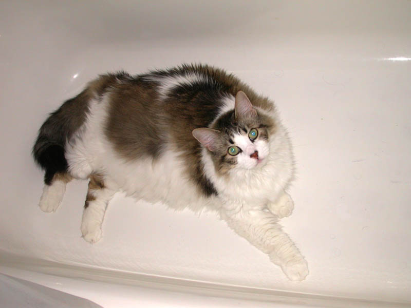 09/03 - 02 Squeak's Cover Blown