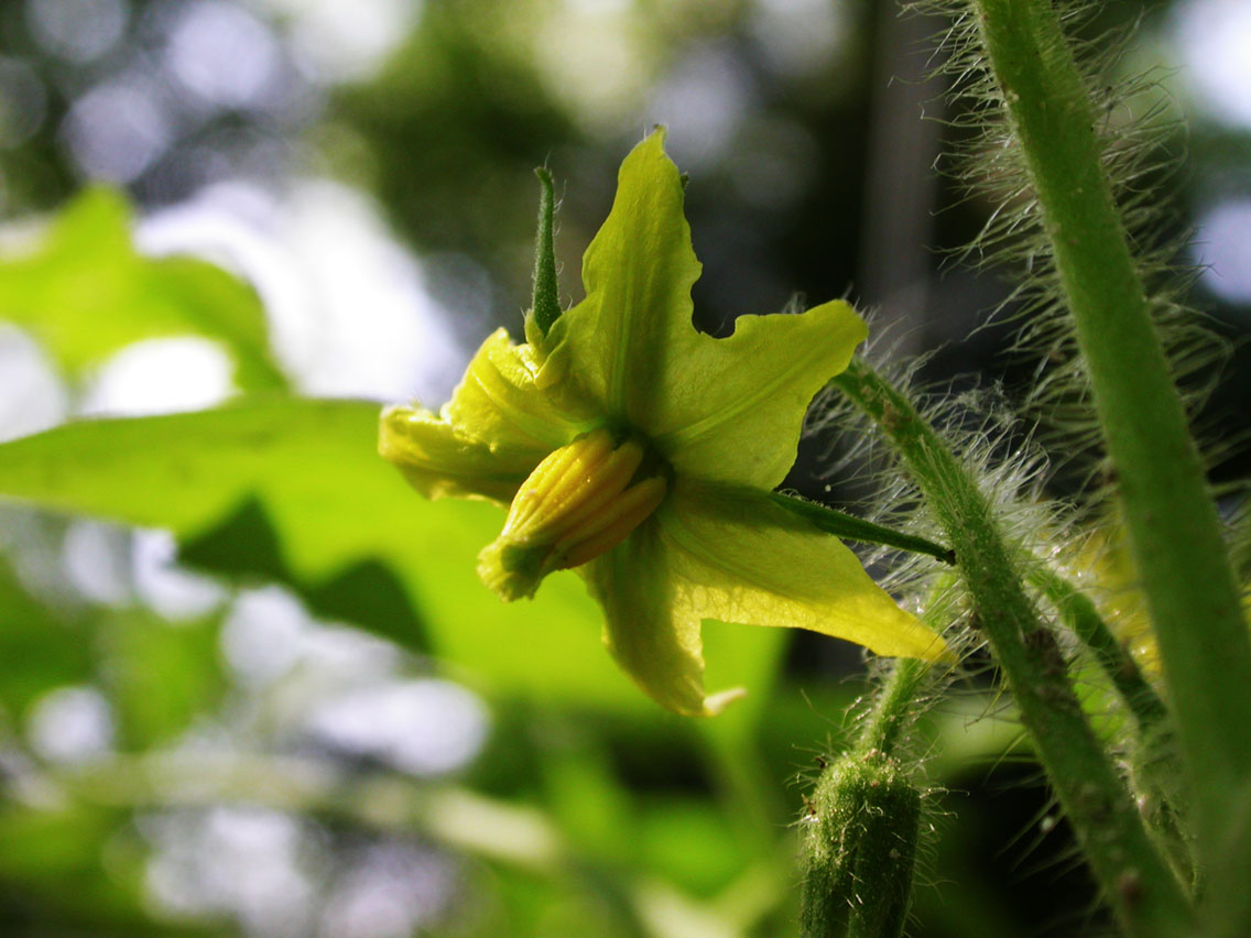 05 - 4/28 - Tomato Blossom