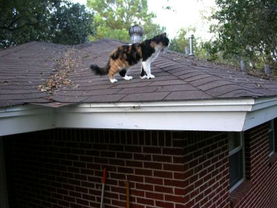 01 - 11/10 - Lily On The Roof