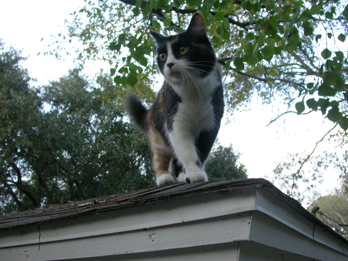02 - 11/10 - Lily On The Roof