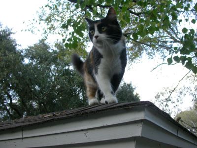 02 - 11/10 - Lily On The Roof