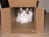 09/11 - 01 Squeak In Box by Alan Bryant