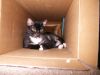 09/16 - 01 Socks In Box by Alan Bryant