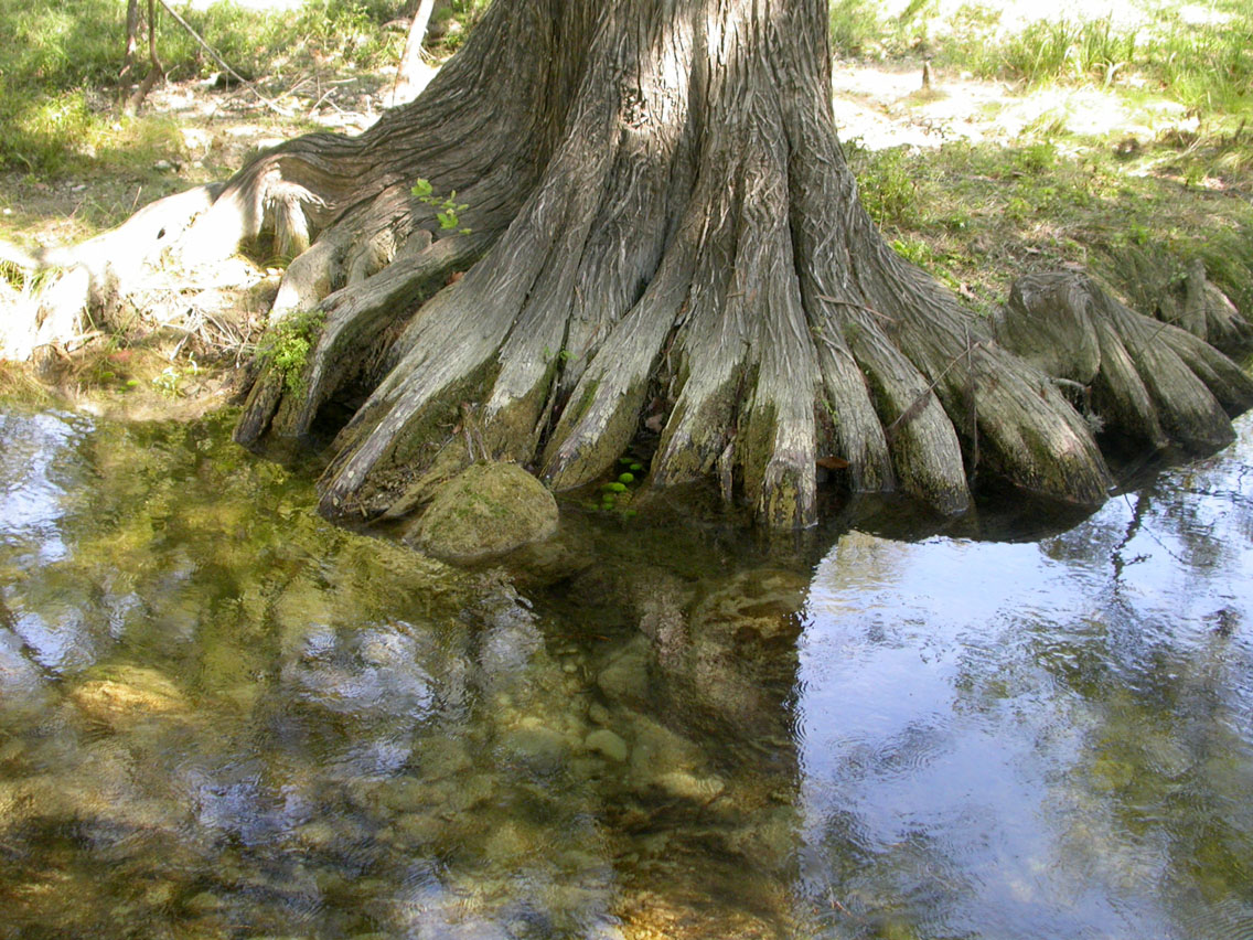 011 - Cypress Roots