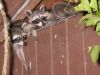 09/26 - 01 Raccoons by Alan Bryant