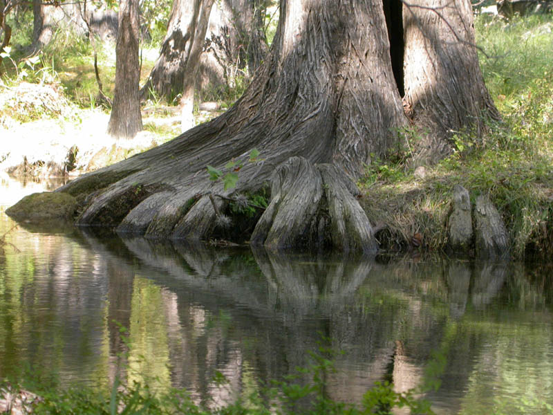 012 - Cypress Roots