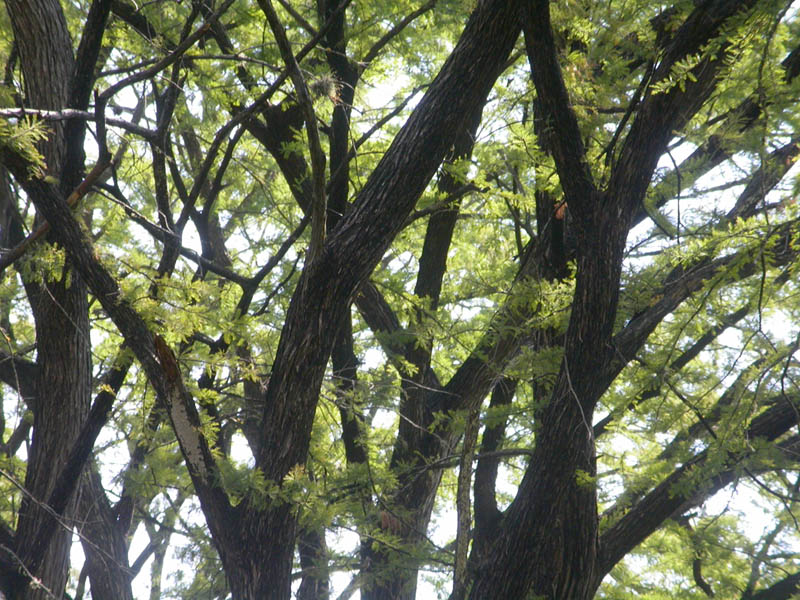 020 - Cypress Branches