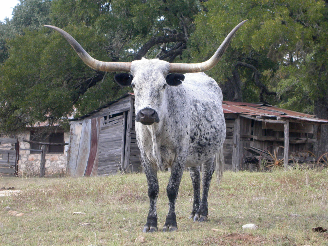 024 - Longhorn