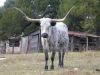 024 - Longhorn by Alan Bryant