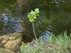 04 - Cypress Creek by Alan Bryant